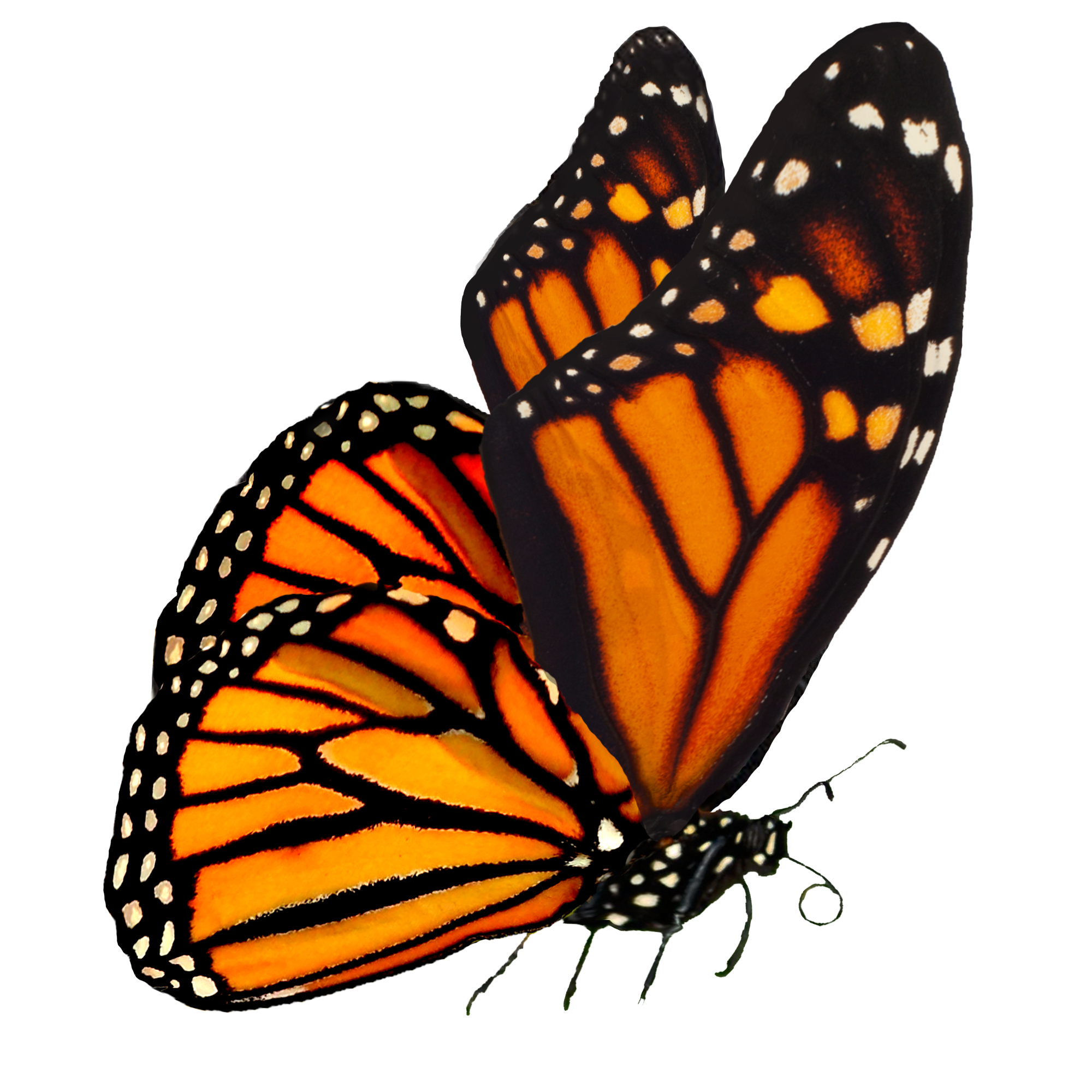Картинки на прозрачном фоне. Бабочка Монарх. Данаида Монарх бабочка рисунок. Бабочки на просроченном фоне. Бабочки на белом фоне.