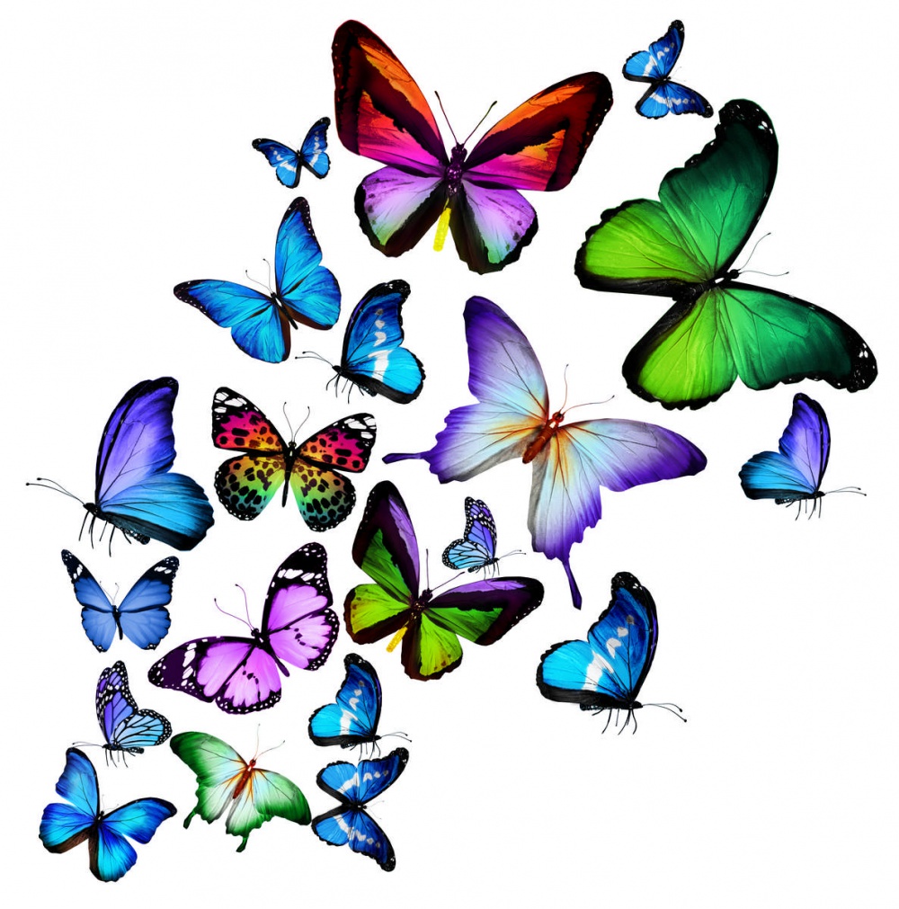 Бабочки в ряд на белом фоне