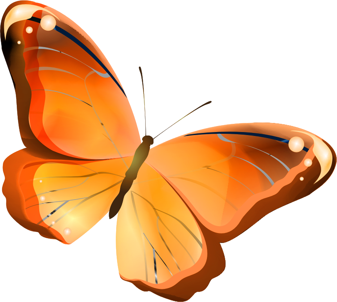 Бабочки на белом фоне. Оранжевая бабочка на прозрачном фоне. Оранжевая бабочка на белом фоне. Бабочка картинка для детей на прозрачном фоне.