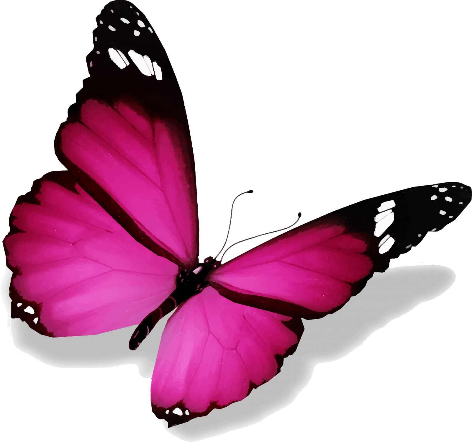 Розовые бабочки. Бабочки на белом фоне. Розовые бабочки на белом фоне. Красивые бабочки на прозрачном фоне.