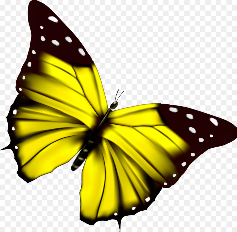 Желтая бабочка на белом фоне