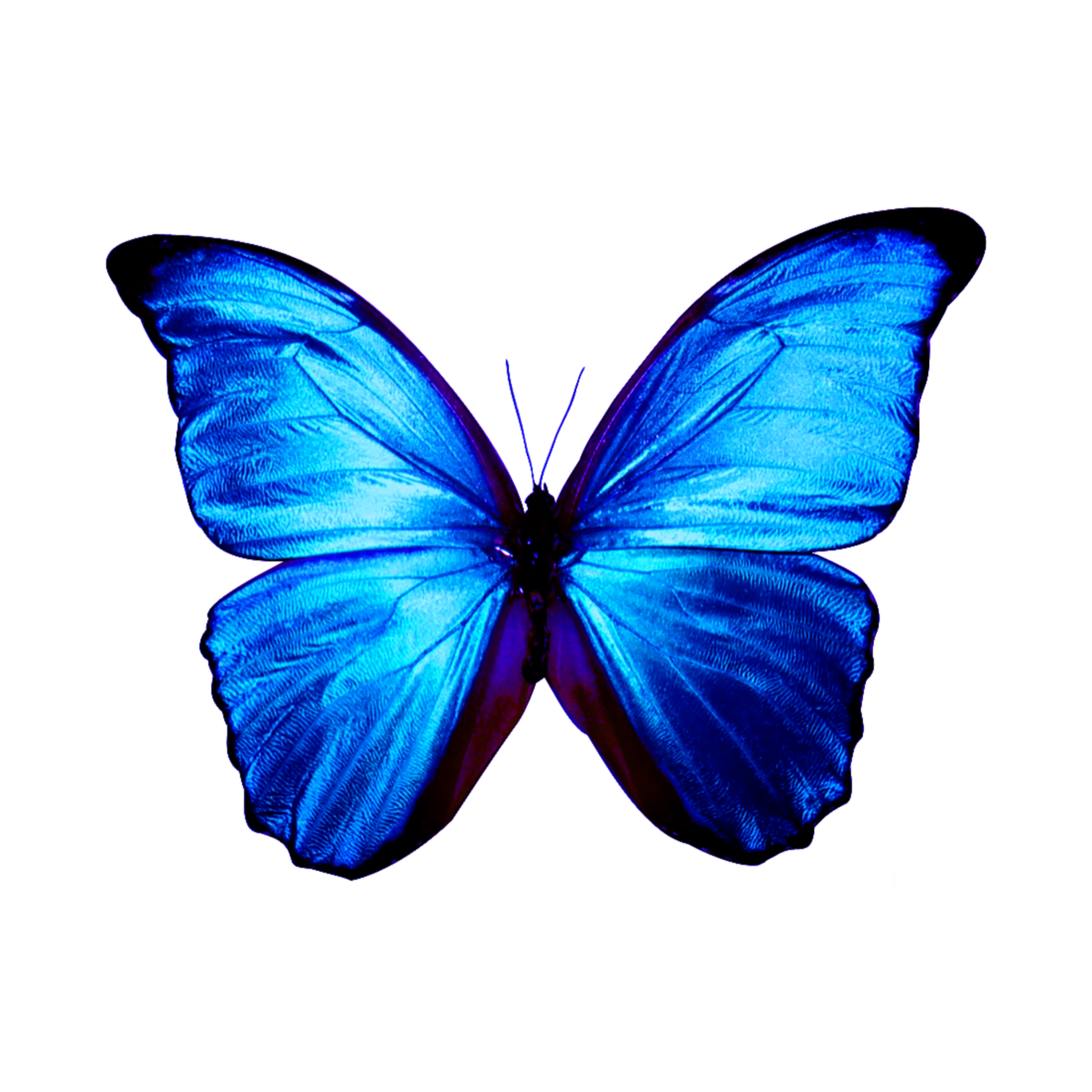 Картинки на прозрачном фоне синие. Бабочка Морфо Киссеида. Голубой Морфо (Blue Morpho). Голубые бабочки на белом фоне. Синяя бабочка.