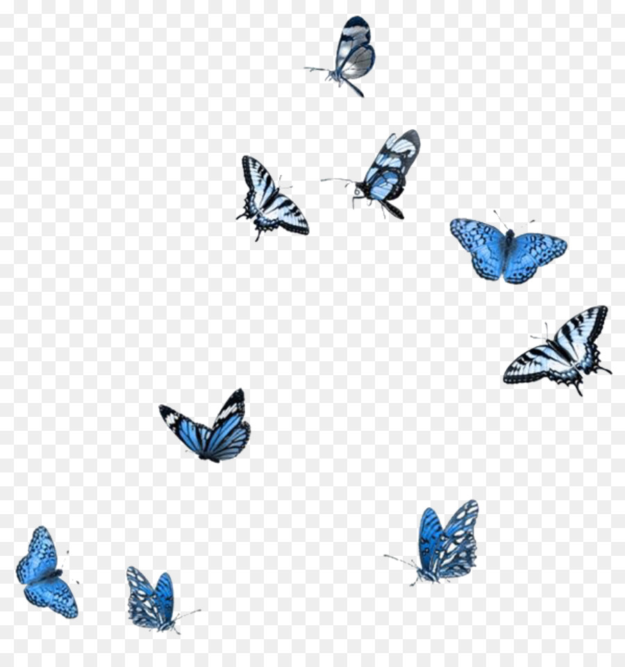 Стая бабочек на белом фоне