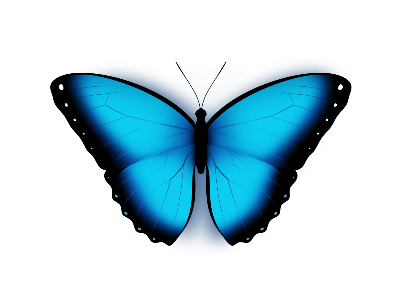 Синие бабочки на белом фоне