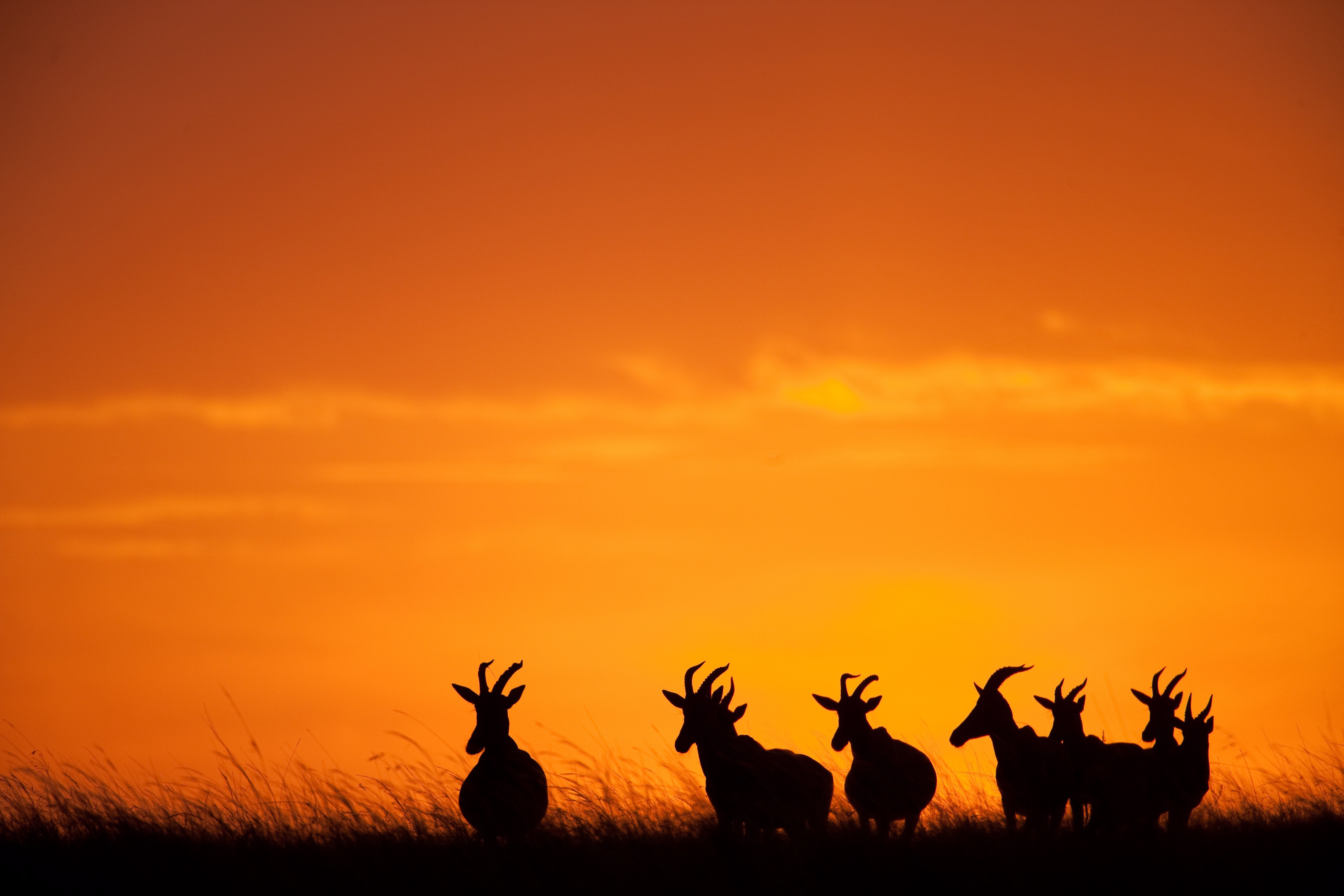 Силуэт антилоп на фоне заката