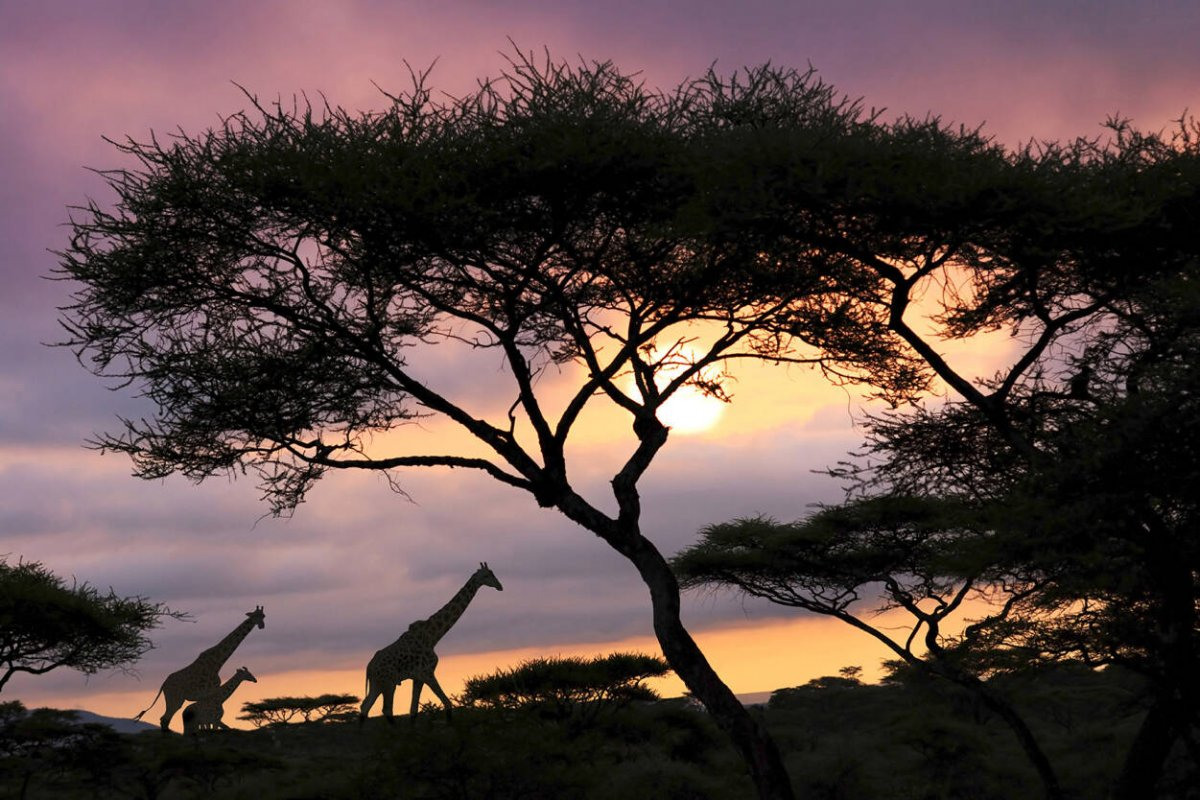 Национальный парк Серенгети в Африке пейзаж