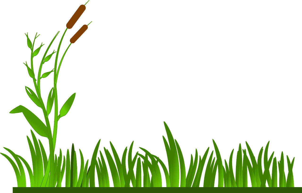 Травка картинка для детей на прозрачном фоне. Значок травы. Трава контур. Трава нарисованная. Трава вектор.
