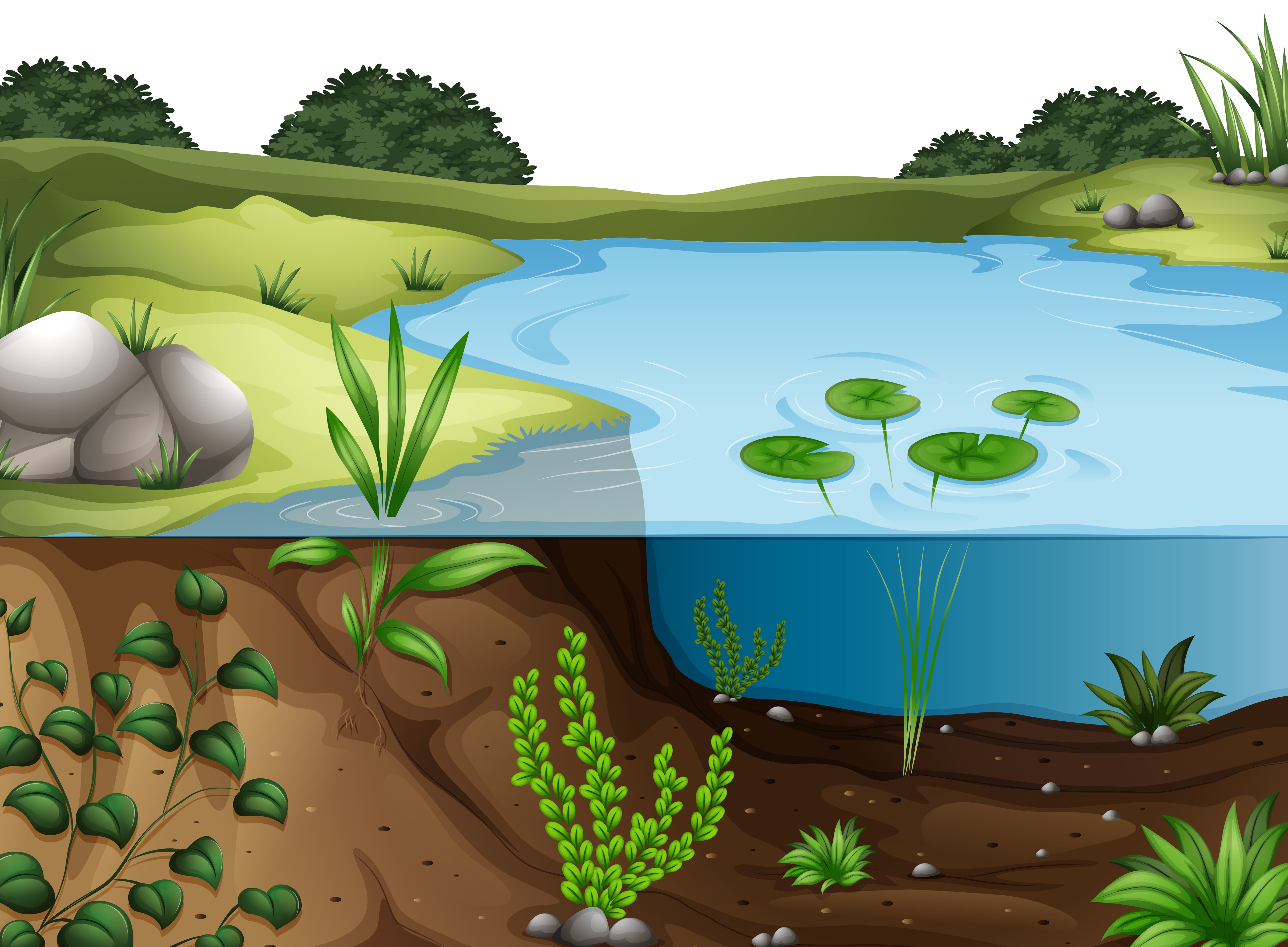 Экосистема водоема для дошкольников