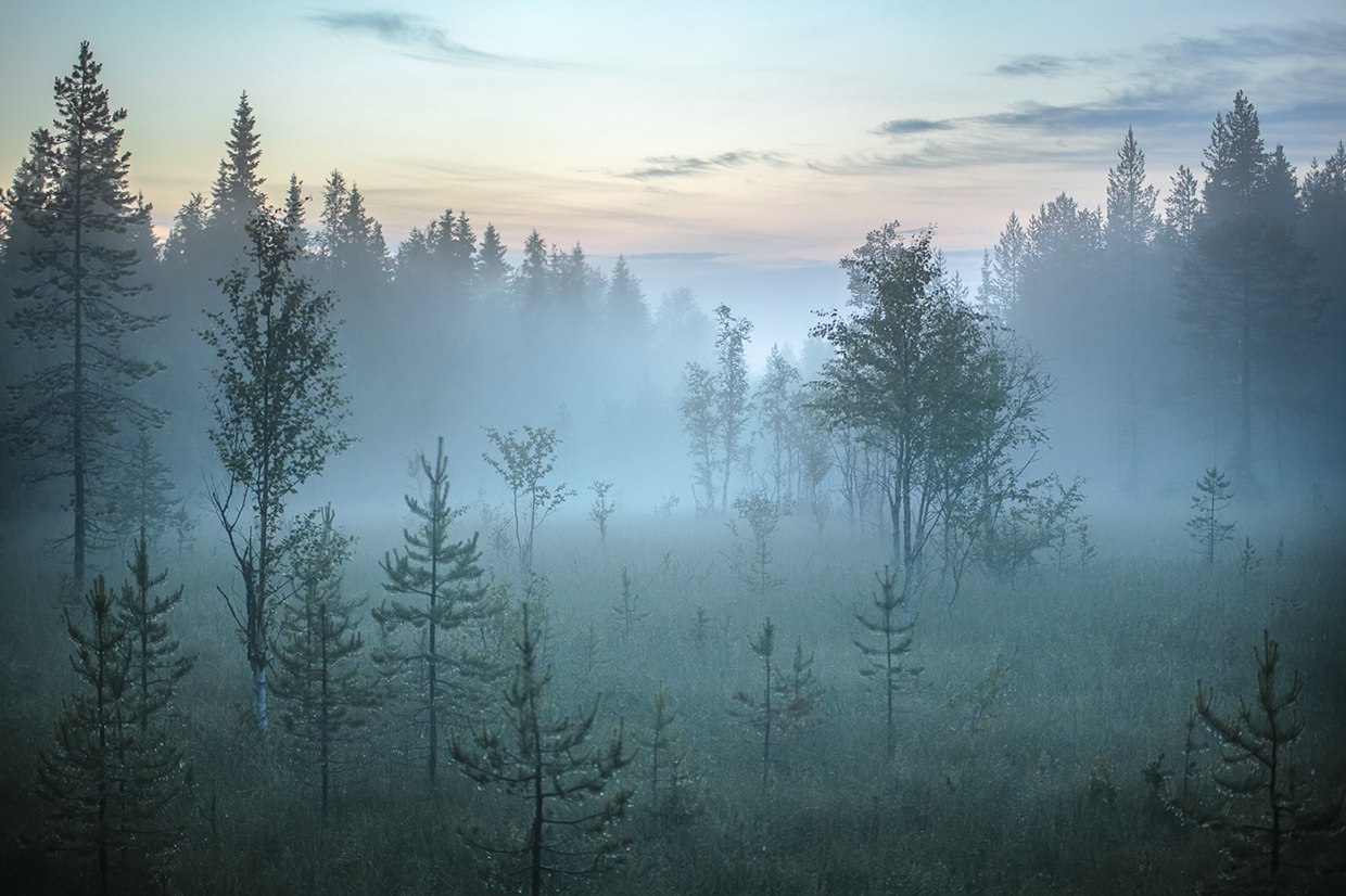 Лес в тумане Россия