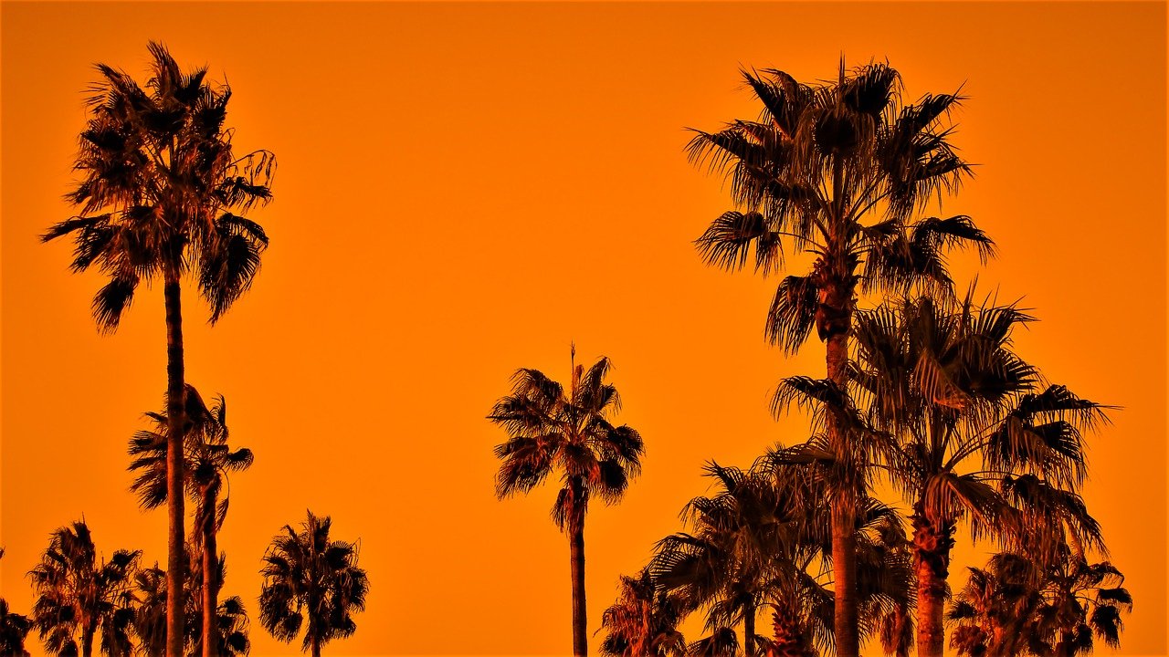Пальмы на оранжевом фоне