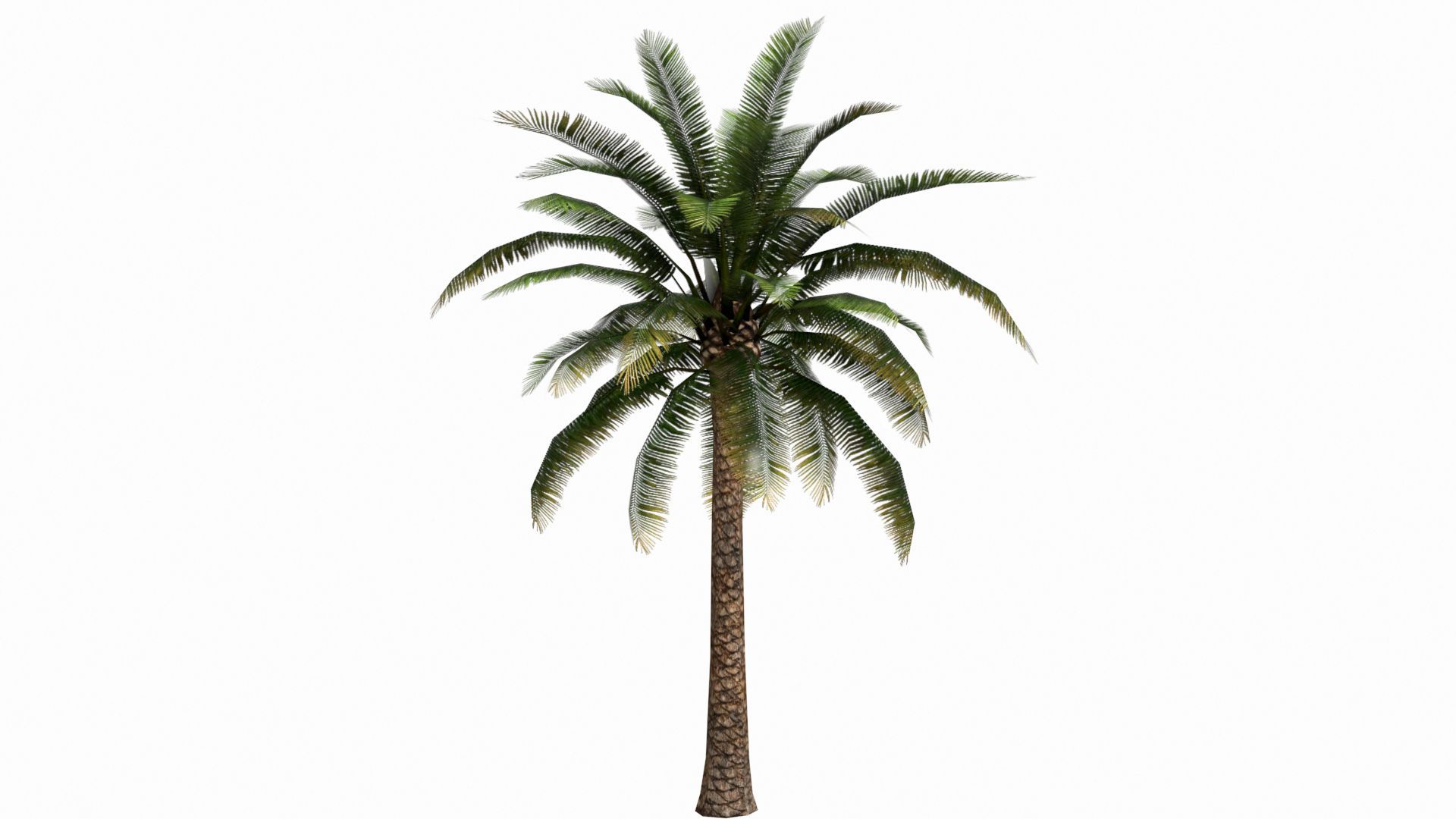 Ствол пальмы на белом фоне