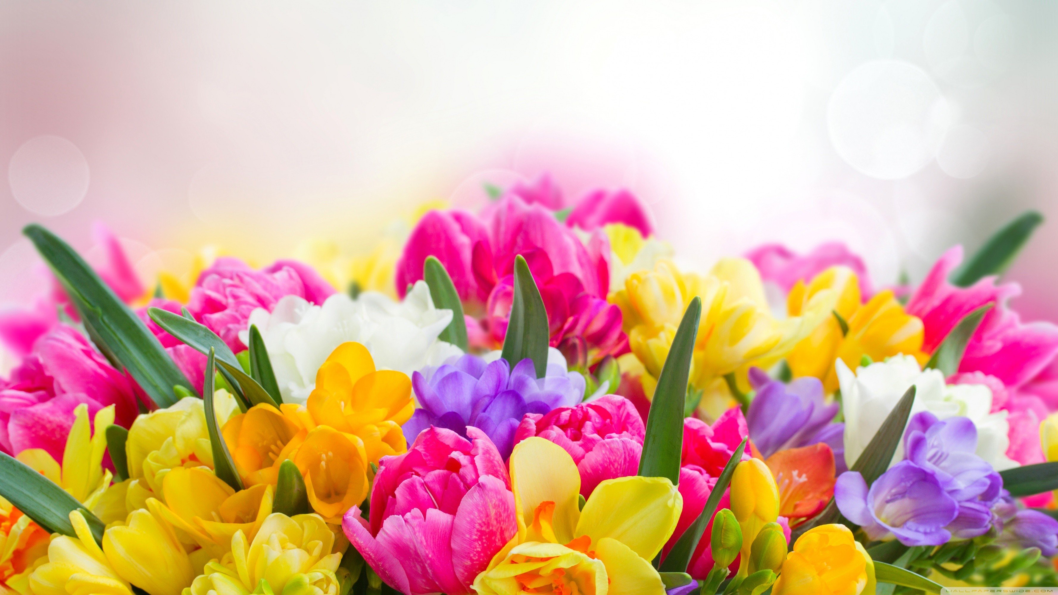 Поздравление с праздником цветов. Яркие весенние цветы. Весенний букет. Яркий весенний букет. Красивые яркие цветы.